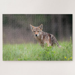 Puzzle Coyote marrón, fotografía de vida silvestre canadi