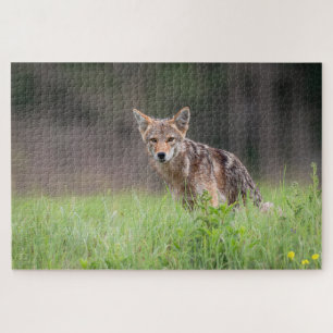 Puzzle Coyote marrón, fotografía de vida silvestre canadi