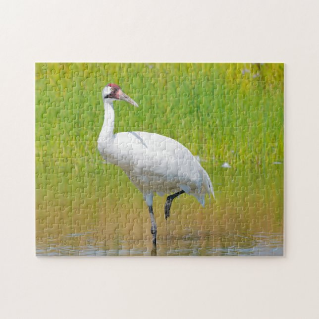 Puzzle Crana Wading Wading en Marsh (Horizontal)