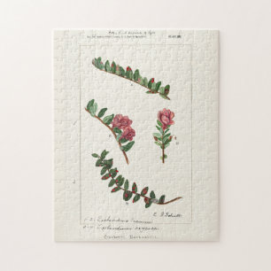 Puzzle Cranberry estadounidense (Vaccinium Macrocarpon)