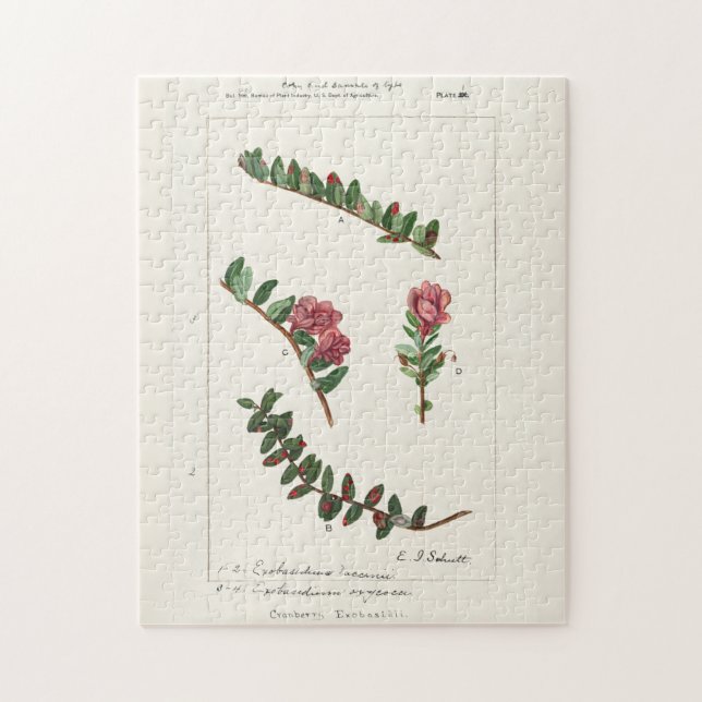 Puzzle Cranberry estadounidense (Vaccinium Macrocarpon) (Vertical)