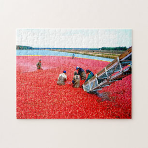Puzzle Cranberry Harvest New Jersey.