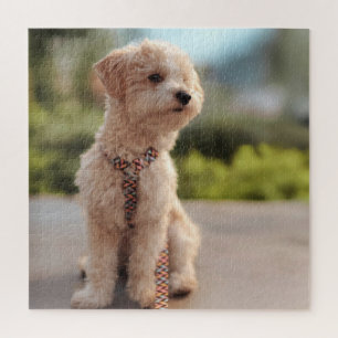 Puzzle Crea tu propia foto personalizada de tu mascota