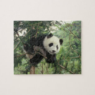 Puzzle cría de panda gigante trepa a un árbol, Valle de W