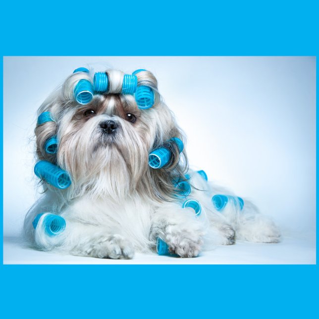 Puzzle Cría de perros (A Shih Tzu dog lying down, adorned with numerous blue hair rollers.)