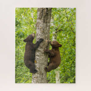 Puzzle Crías de oso negro subiendo a un árbol