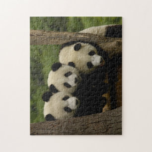 Puzzle Crías de panda gigante (Ailuropoda melanoleuca)
