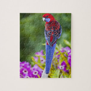 Puzzle Crimson Rosella y fondo de orquídeas Lamington