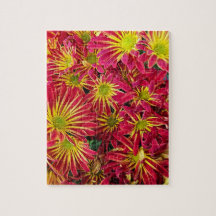 Crisantemo rojo y amarillo foto