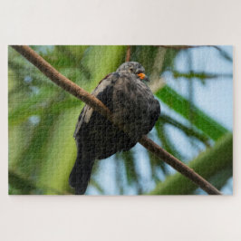 Puzzle Croaking Ground Dove