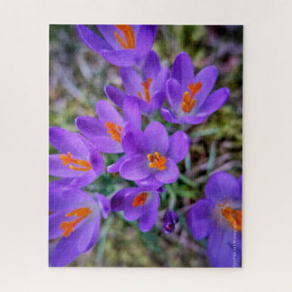 Puzzle Crocus Bella Artes