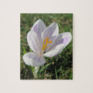 Puzzle crocus, primavera, flor, naturaleza, púrpura, flor