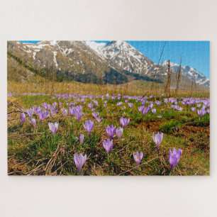 Puzzle Crocus serrulados Abruzzo Gran Sasso Italia.