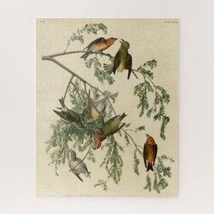 Puzzle Crossbill of America de los pájaros de Audubon