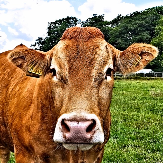 PUZZLE CUADRAR VACA (A photographic design of a cute cow.)