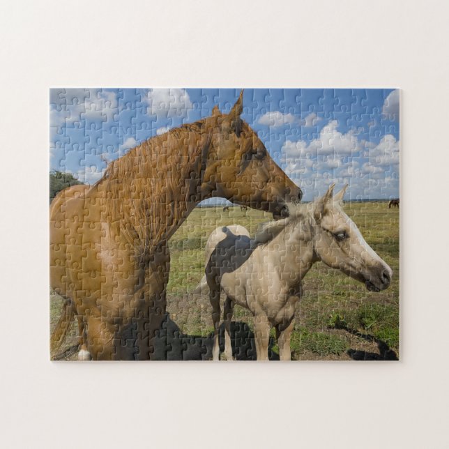 Puzzle Cuartos de Caballos Texas. (Horizontal)