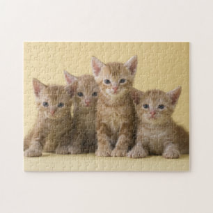 Puzzle Cuatro gatitos de Shorthair del americano