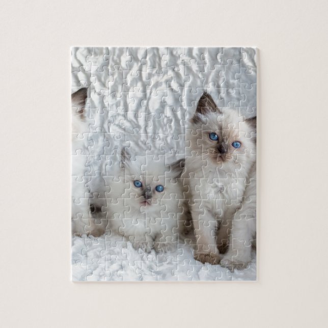 Puzzle Cuatro gatos jovenes de Ragdoll que se sientan en (Vertical)