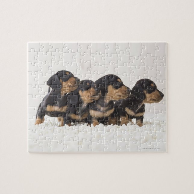 Puzzle Cuatro Mini Dachshund (Horizontal)