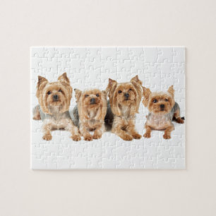 Puzzle Cuatro yorkies