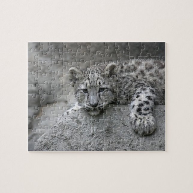 Puzzle Cubo de leopardo de la nieve de 4 meses cubierto d (Horizontal)