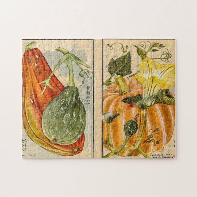 Puzzle Cucurbita pepo - Seikei Zusetsu (Horizontal)