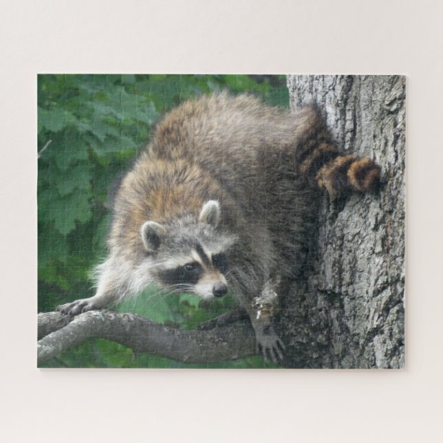 Puzzle Cuerpo completo del mapache lindo en roble (Horizontal)