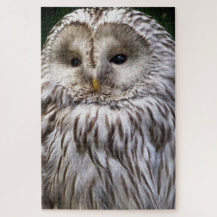 PUZZLE CURAR OWL