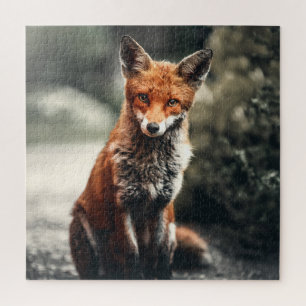 Puzzle Curious Big Red and White Fox Sitting in Nature