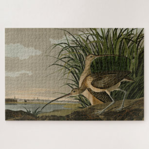 Puzzle Curlew de larga factura de los pájaros de América