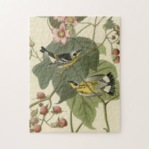 Puzzle Curruca de la magnolia de Audubon