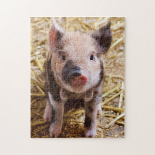 Puzzle Cuta KuneKune Piglet