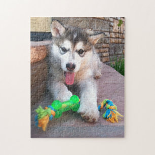 Puzzle Cute Alaskan Malamute Foto de cierre
