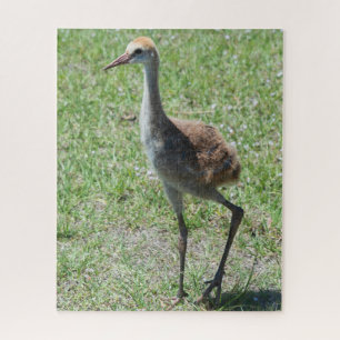 Puzzle Cute Bird Florida Sandhill Crane Nature Fotografía