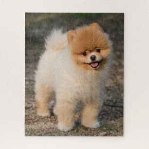 Puzzle Cute Brown Pomeranian Puppy Dog