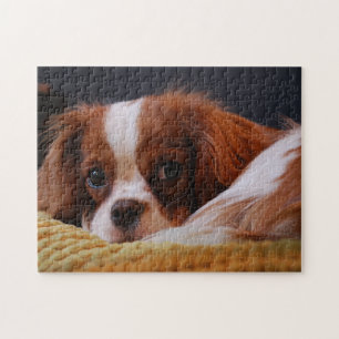 Puzzle Cute Cavalier King Charles Spaniel