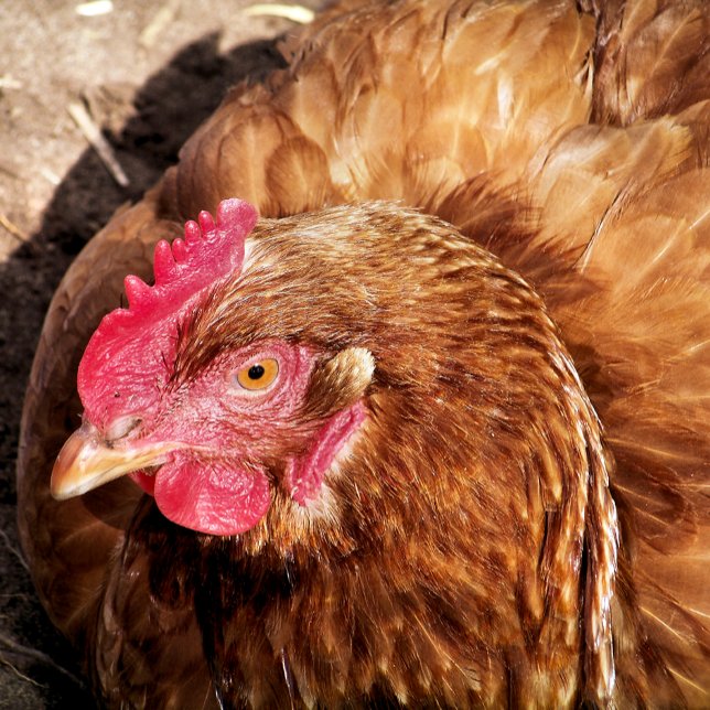 PUZZLE CUTE CHICKEN (Subido por el creador)