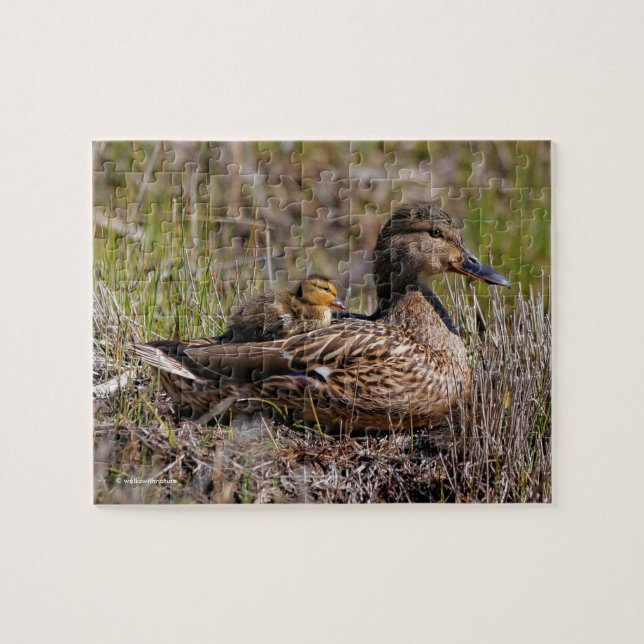 Puzzle Cute Chillin' Mallard Mom Duck & Baby Duckling (Horizontal)