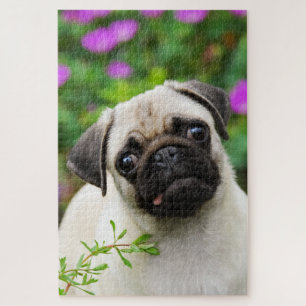 Puzzle Cute Fawn Colored Pug Puppy Dog Portrait Photo