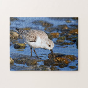 Puzzle Cute forraje sandpiper sanderling en playa de invi