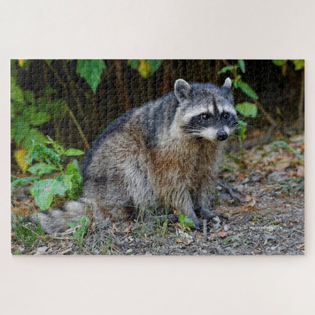 Puzzle Cute Posando Raccoon Norteamericano (Horizontal)