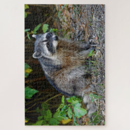 Puzzle Cute Posando Raccoon Norteamericano