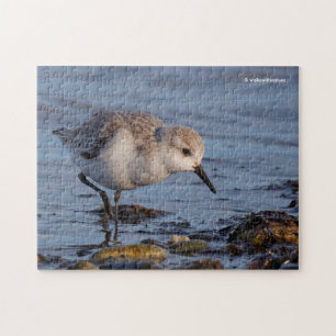 Puzzle Cute Sanderling Sandpiper en la orilla