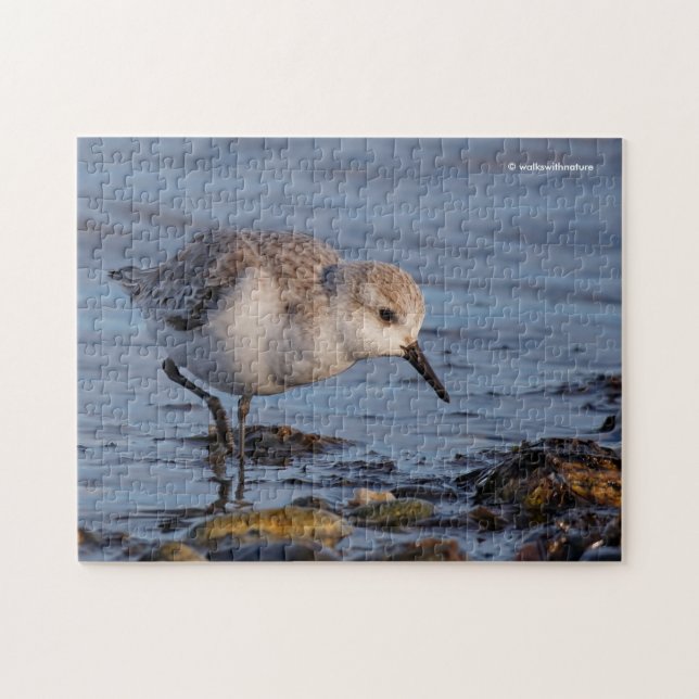 Puzzle Cute Sanderling Sandpiper en la orilla (Horizontal)