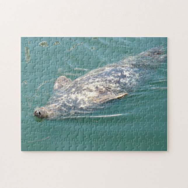 Puzzle Cute Seal flotando en su espalda en Cape Cod (Horizontal)