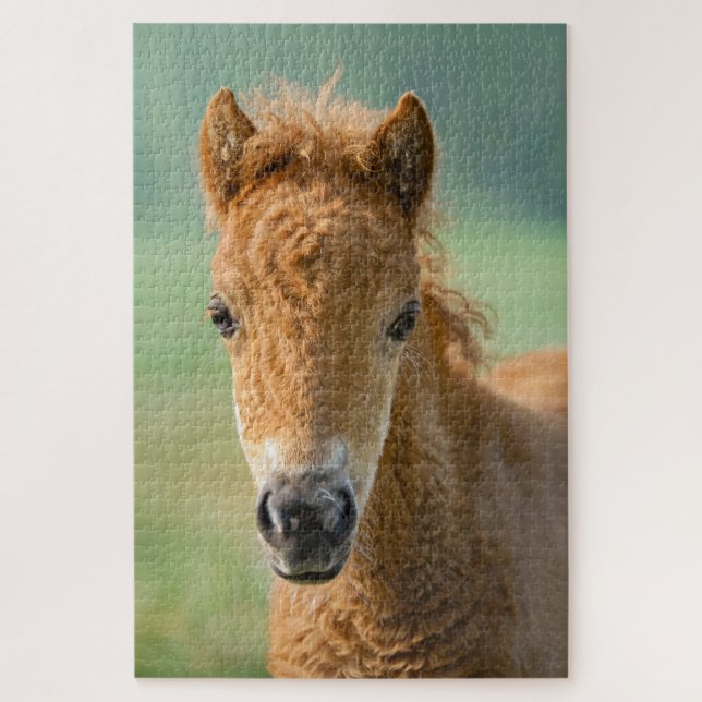 Puzzle Cute Shetland Pony Foal Horse Head Frontal - (Vertical)