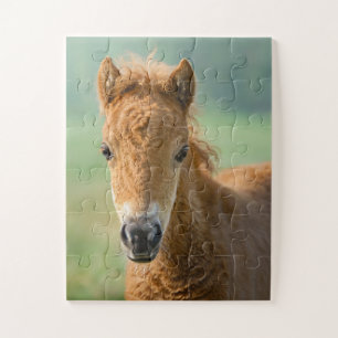 Puzzle Cute Shetland Pony Foo Cabeza de Caballo Frontal F