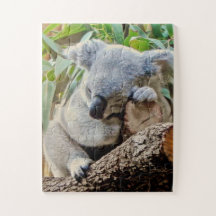 Cute Sleeping Koala