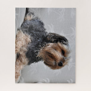 Puzzle Cute Yorkie Yorkshire Terrier Sunbathing