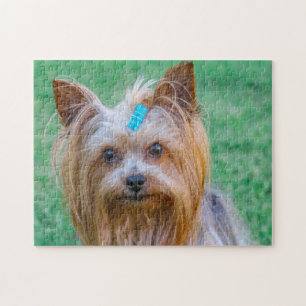 Puzzle Cute Yorkshire Terrier Dog Head